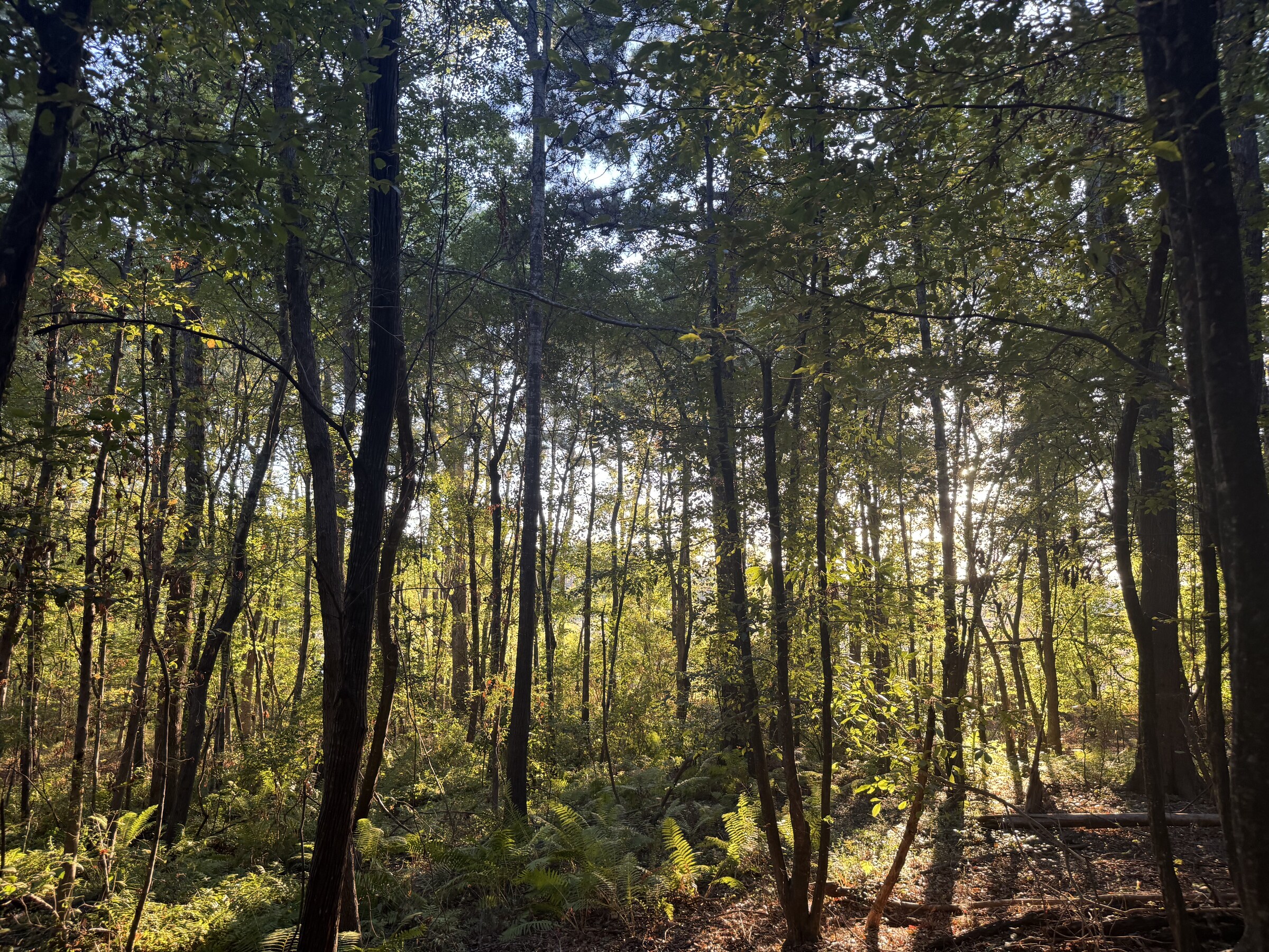 Sunlit ferns woodland location still at JW Manor Woodland Grove
