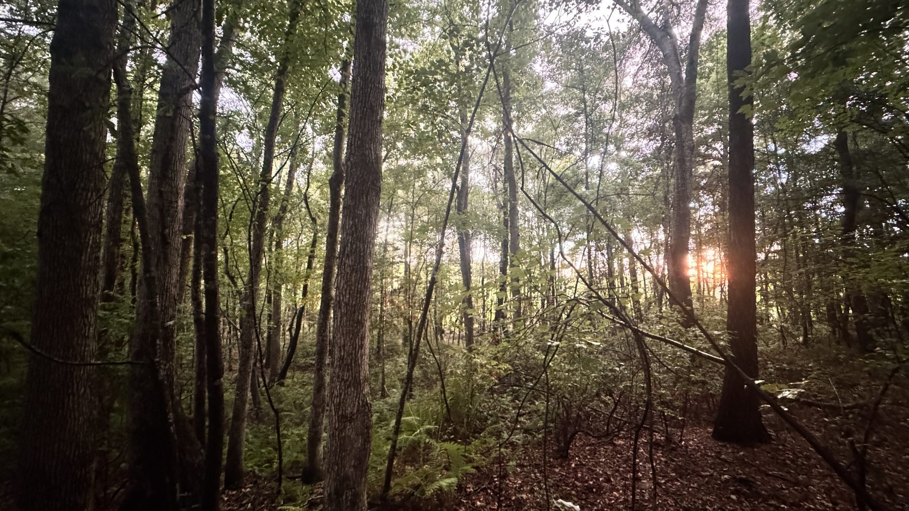 Golden-hour sunburst through trees in the Woodland Grove at JW Manor