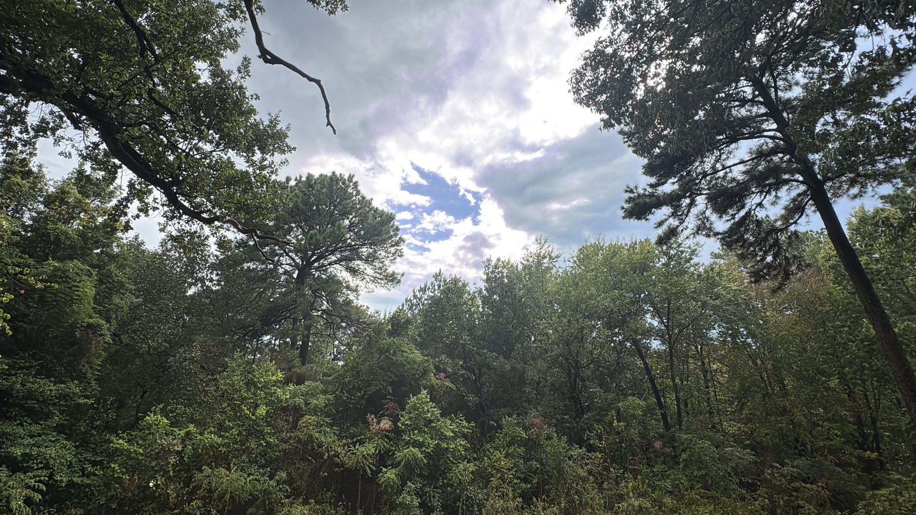 Looking up into the green woodland canopy against a bright sky