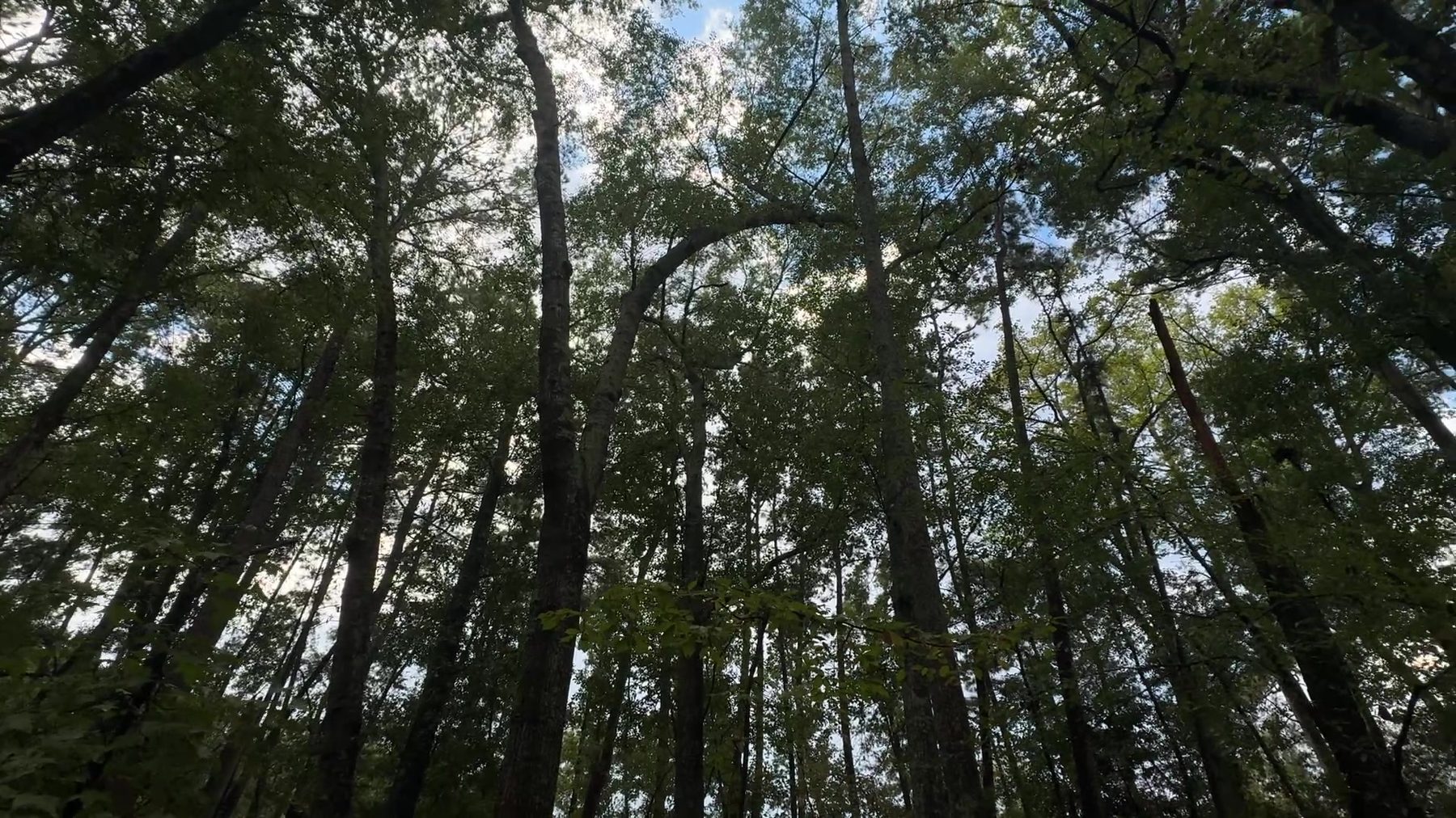 Tall cathedral trunks reaching toward sky in the Woodland Grove