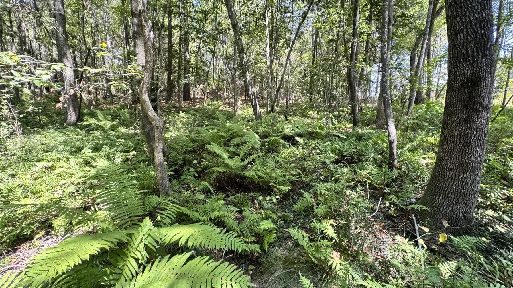 Sun-dappled fern carpet covering the forest floor in Woodland Grove