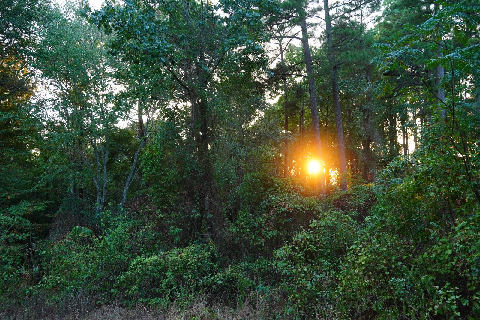 The setting sun glows orange between tall pine trunks at the edge of a dense green woodland thicket