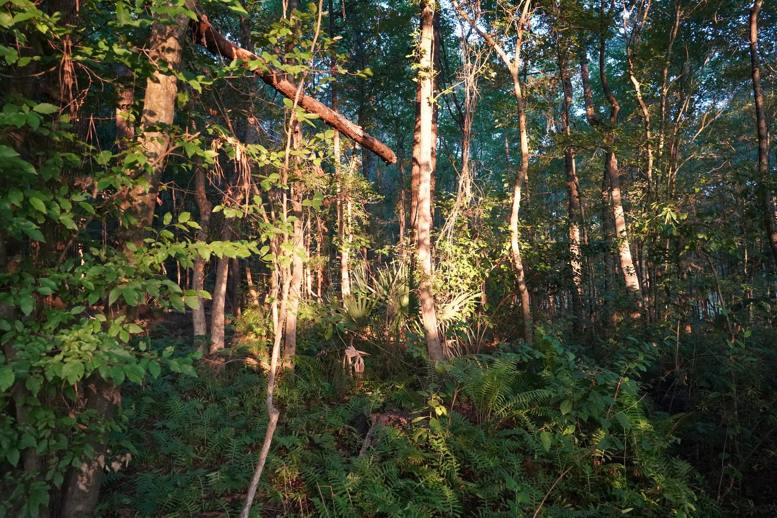 Low evening sun lighting slender trunks, a leaning fallen limb, palmettos, and a thick fern carpet on the woodland floor