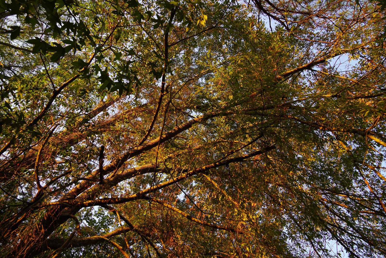 Looking straight up into walnut branches, their leaves turning gold and green in late afternoon light against a pale blue sky