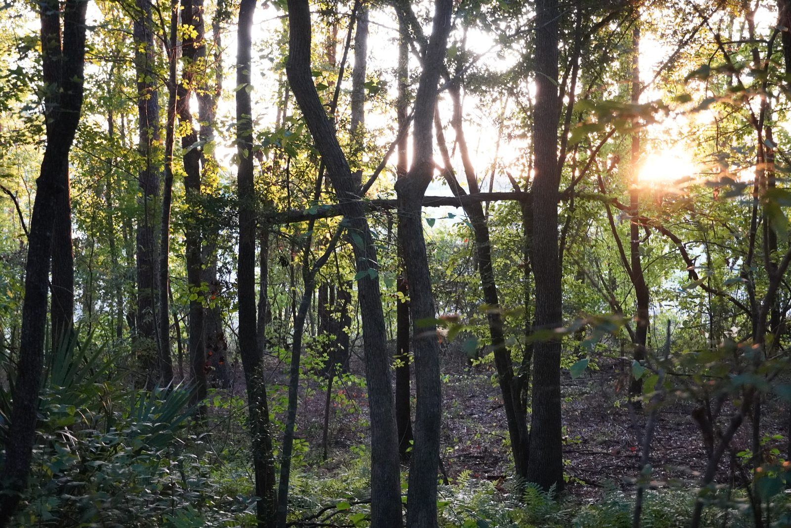 Sunlight flaring through a stand of dark hardwood trunks, with a leaf covered clearing and palmettos in the foreground