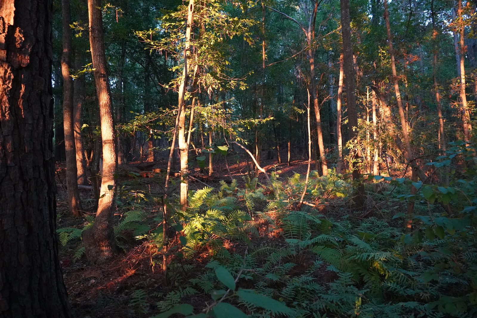Warm last light striking pine bark and a patch of ferns in the shaded understory of the Woodland Grove