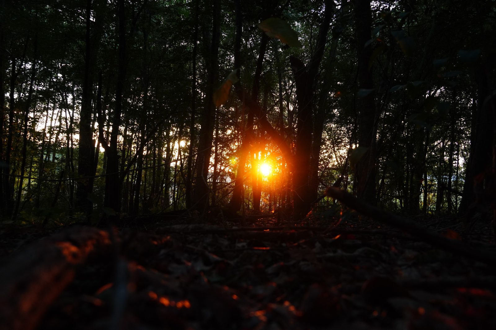 A low angle from the forest floor as a bright orange sunset burns through a wall of dark tree trunks