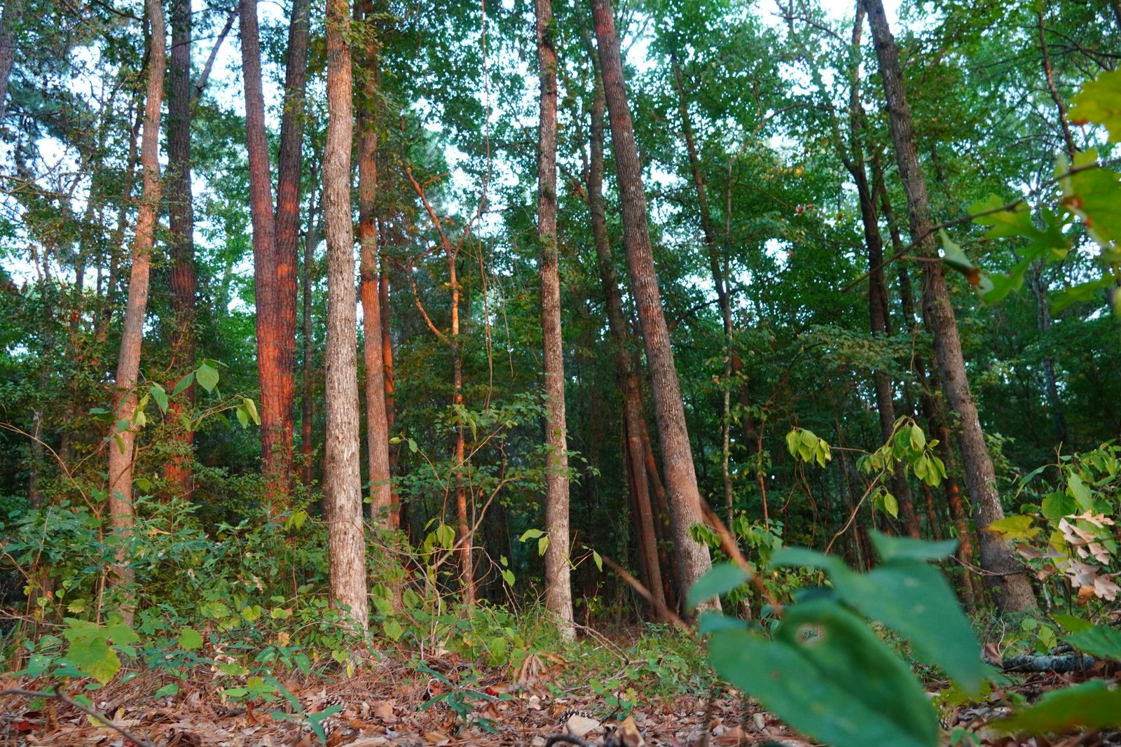 Tall straight pine and hardwood trunks rising above a leafy understory, with broad green leaves close to the lens