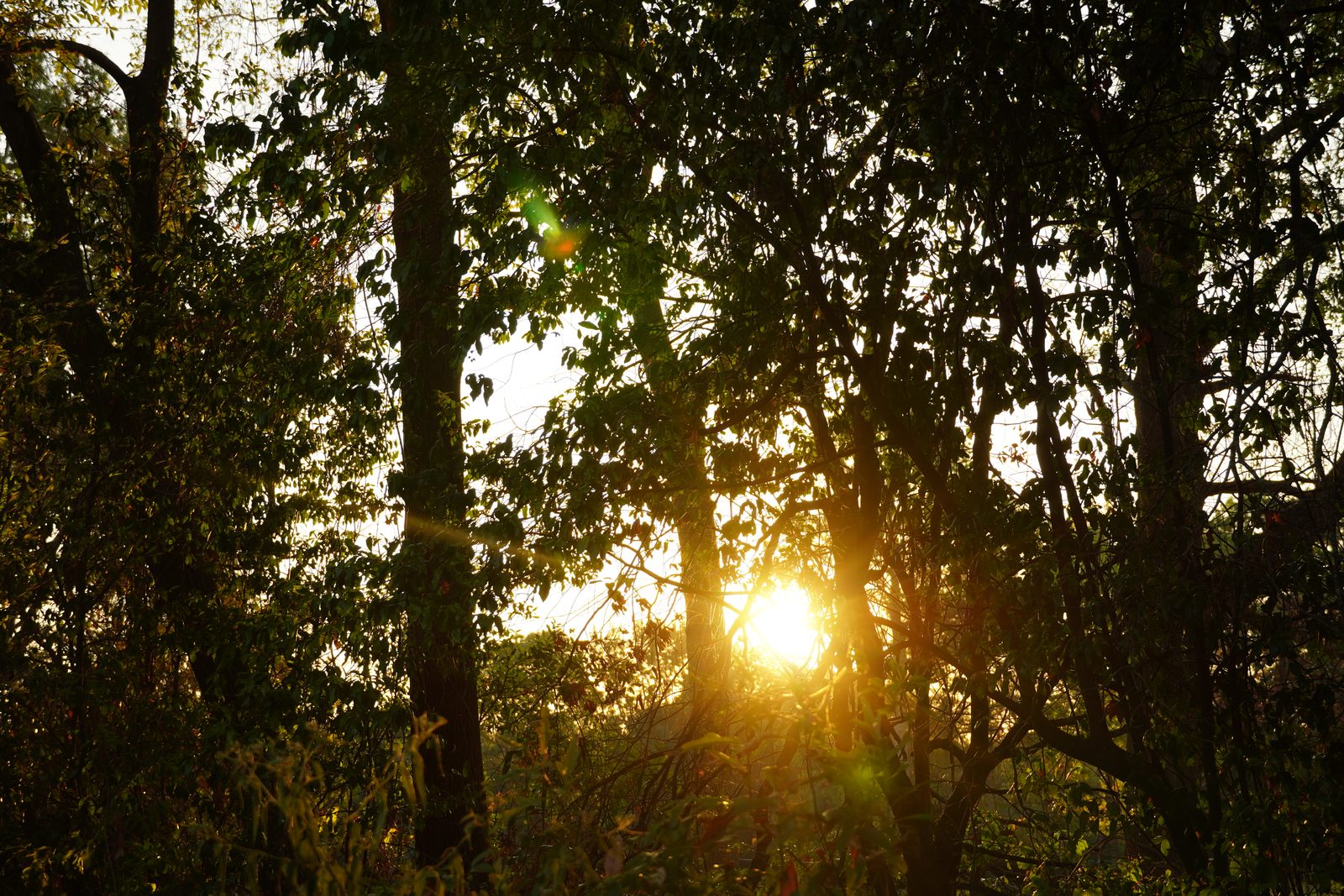 Golden hour sun blazing through silhouetted branches and leaves, with a soft green lens flare
