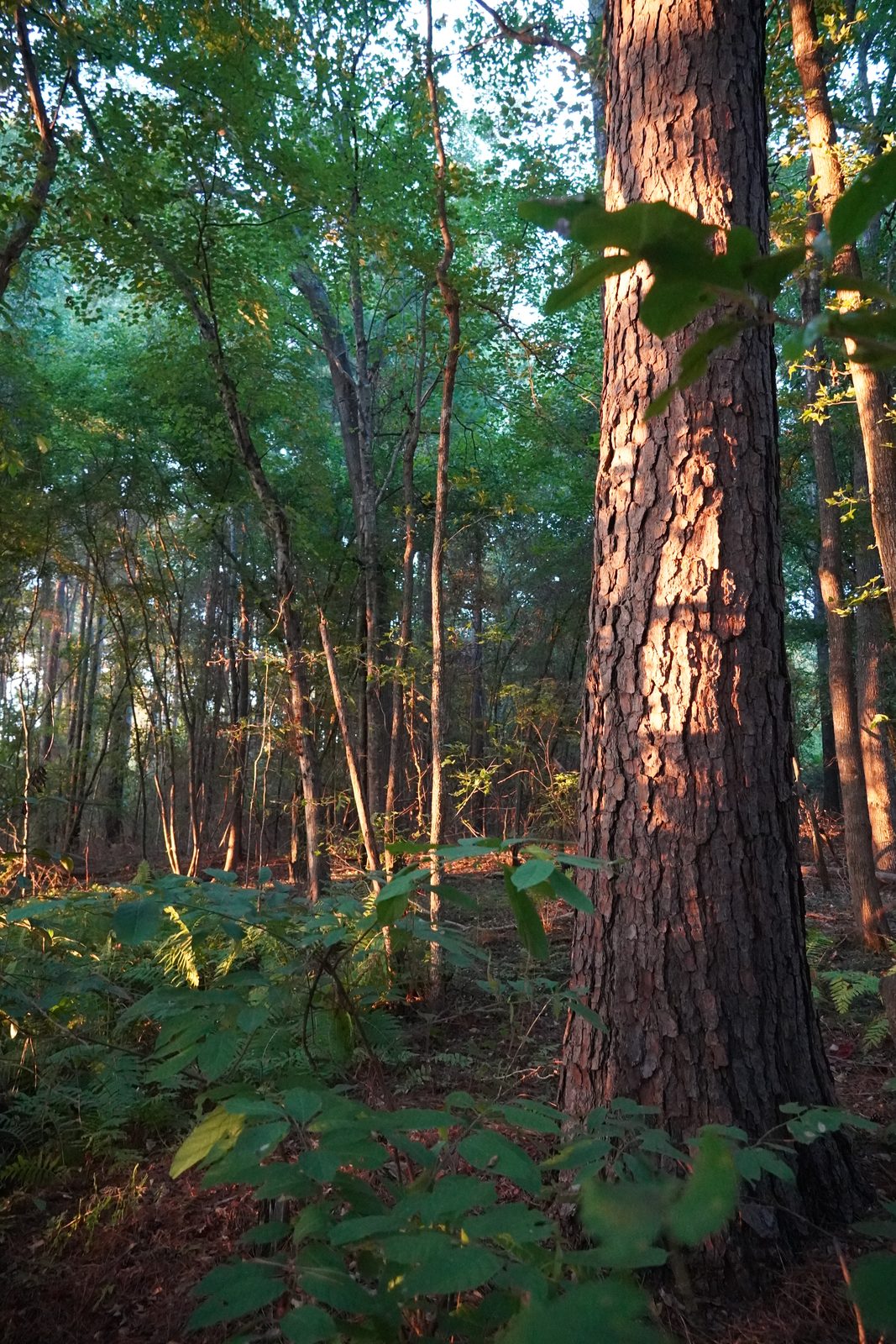 A thick, deeply textured pine trunk catching warm sundown light beside young hardwoods and ferns in the grove