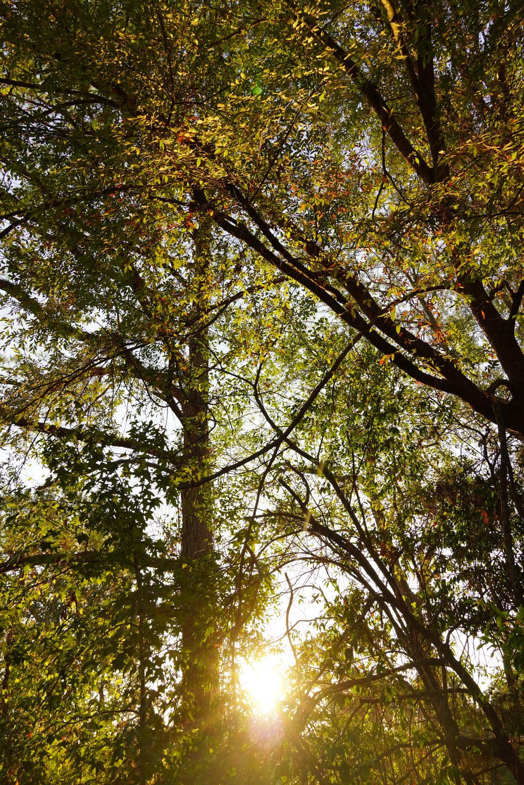 Looking up through arching branches and backlit green and amber leaves as the low sun bursts through near the ground