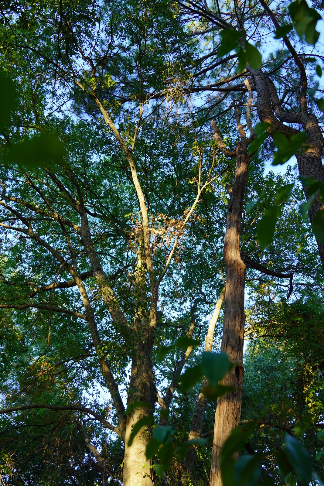 Two tall hardwood trunks branching upward into a bright green canopy and blue sky, framed by leaves in the foreground