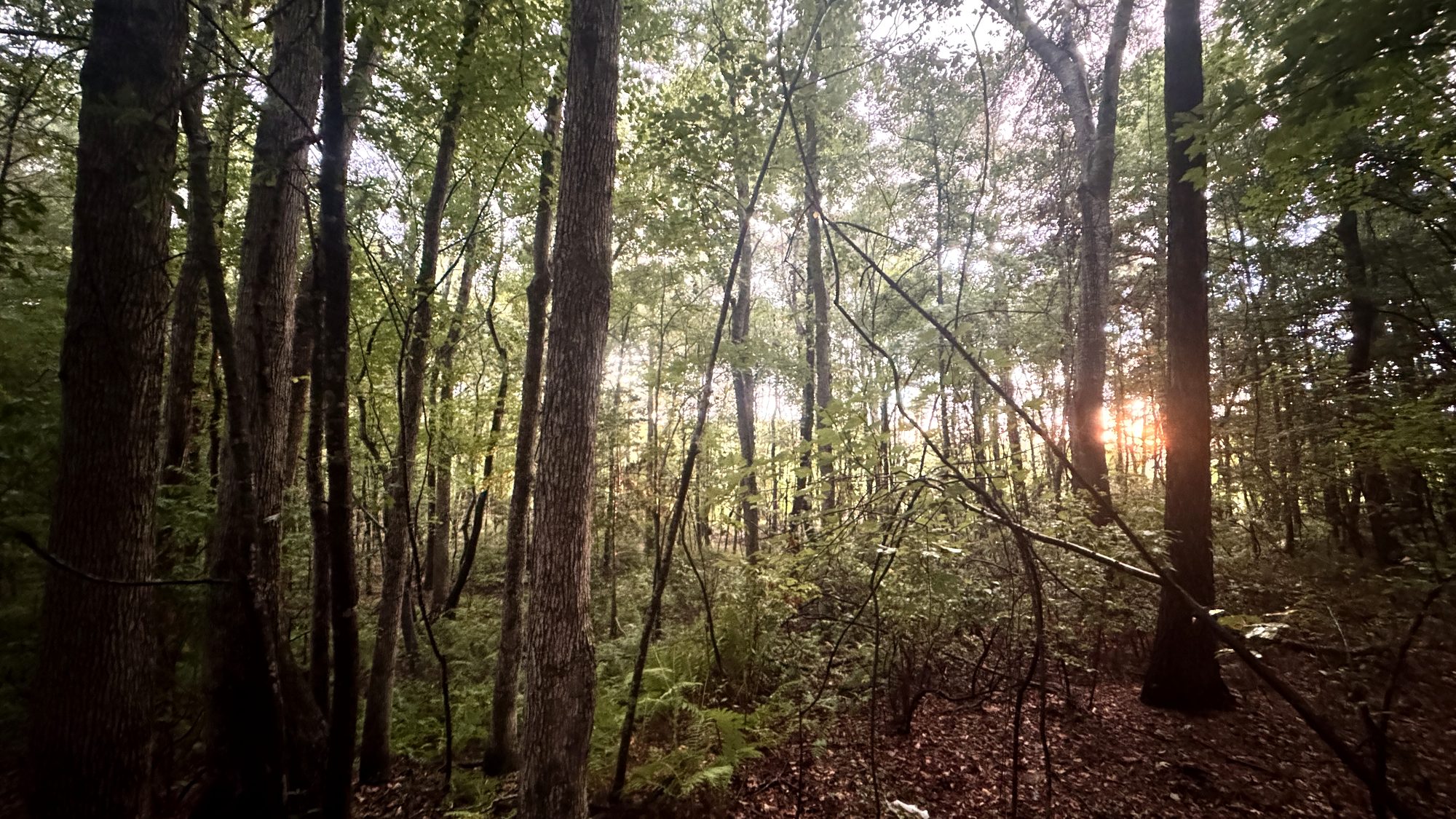 Sun through the Woodland Grove at JW Manor